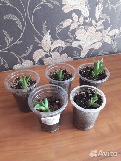 Комнатные растения