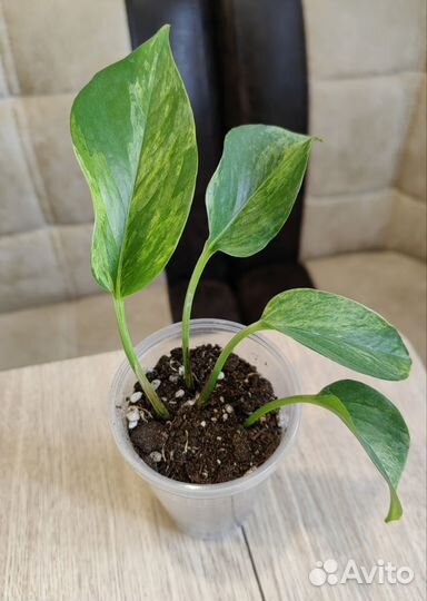 Сциндапсус, Эпипремнум