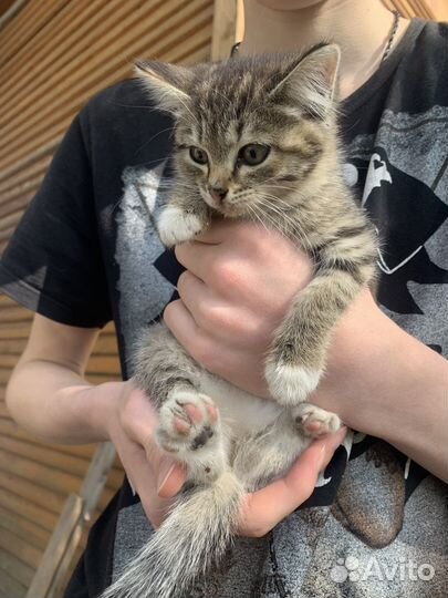 Котенок девочка бесплатно