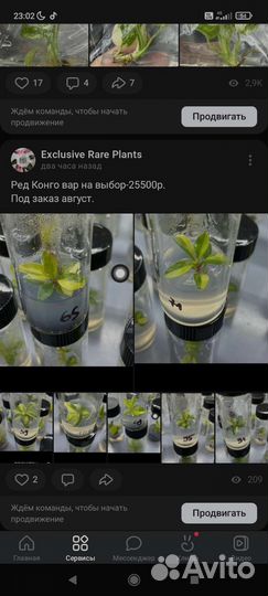 Клоны Монстера Крем Брюле и др