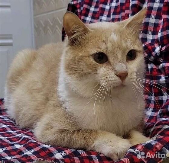 Котик в добрые руки