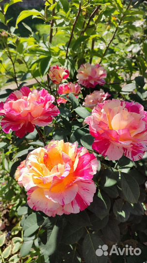 Роза Камиль Писсаро