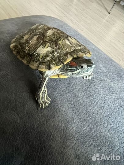 Черепаха с аквариумом