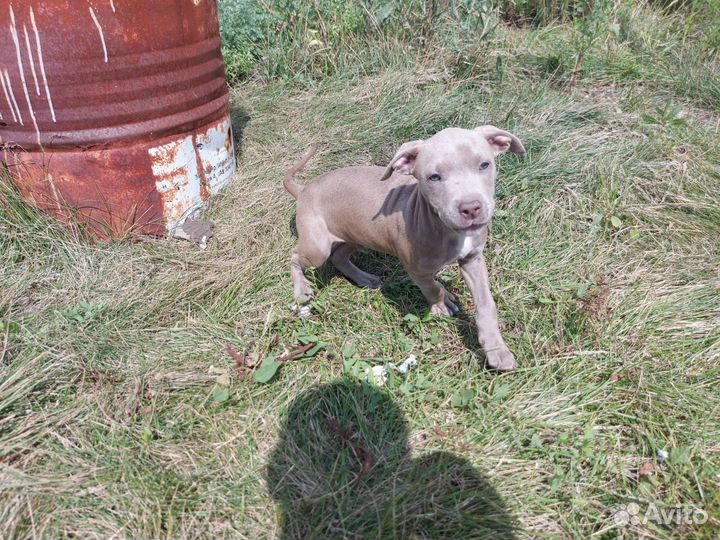 Щенки питбультерьера