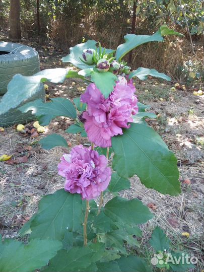 Гибискус сирийский