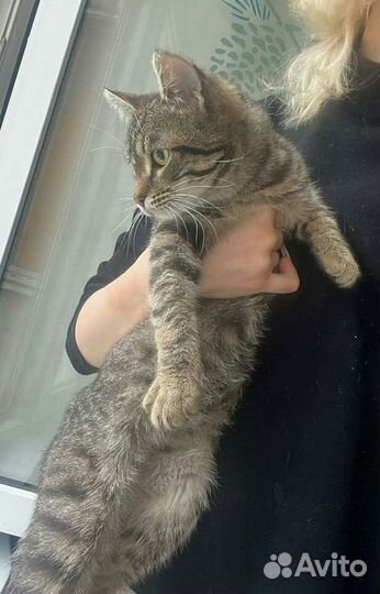 Котик котенок в подарок