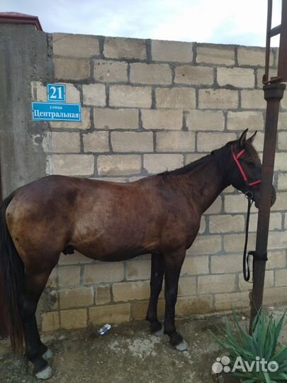 Лошадь жеребец