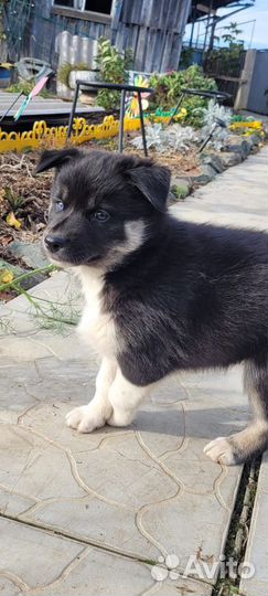 Щенок хаски