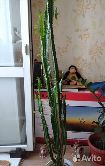 Молочай треугольный 1,7м