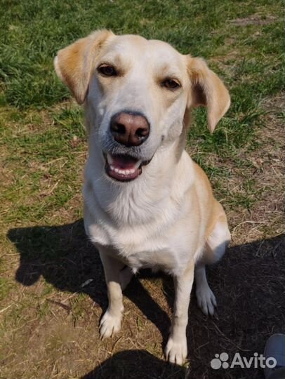 Собака в добрые руки