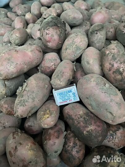 Продам картофель
