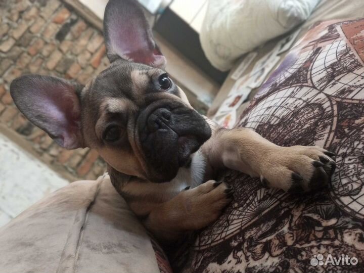 Французский бульдог немецкая овчарка