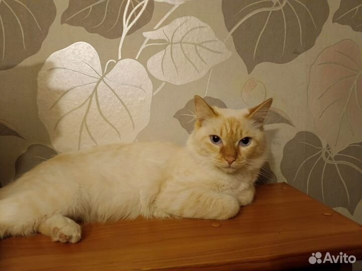 Тайский кот на улице