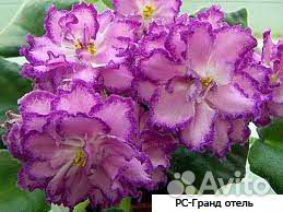 Детки сортовых фиалок