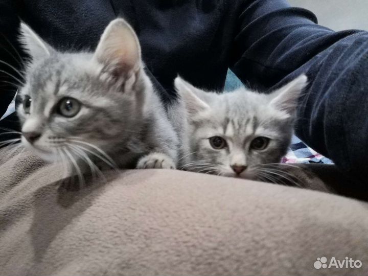 Котята в добрые руки бесплатно