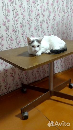 Кошки бесплатно