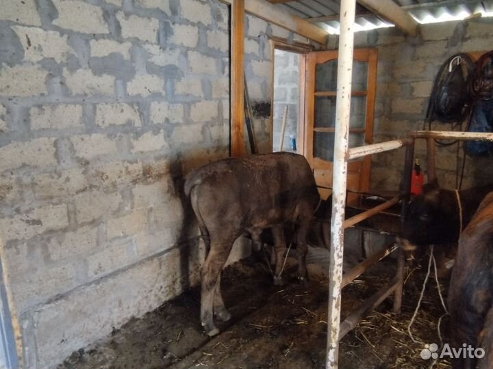 Телята бычки