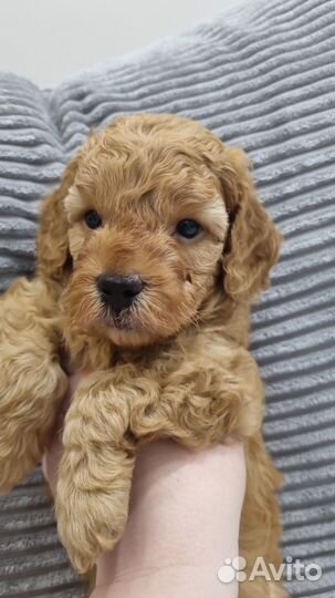 Карликовый пудель