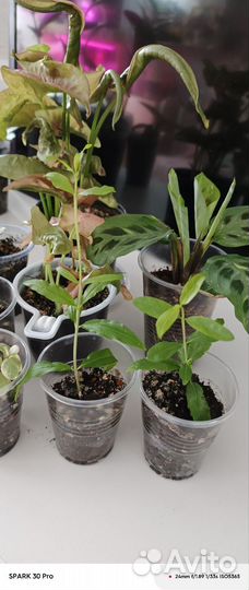 Комнатные растения