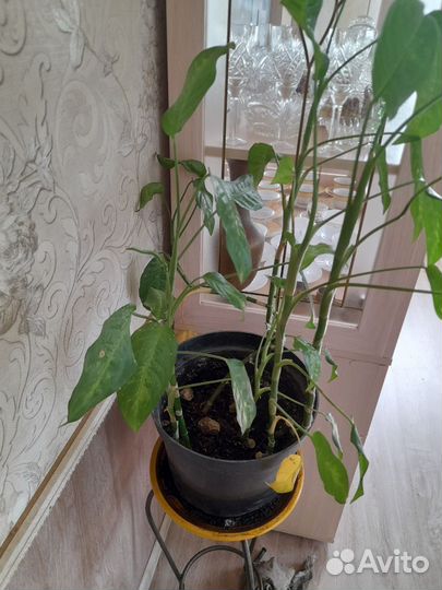 Комнатные растения цветы