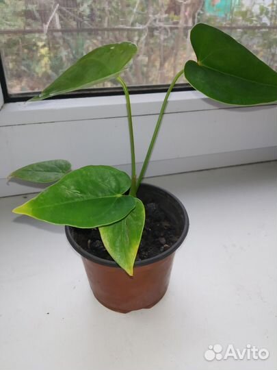 Комнатные цветы Антуриум