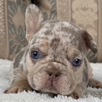 Французский бульдог, щенок