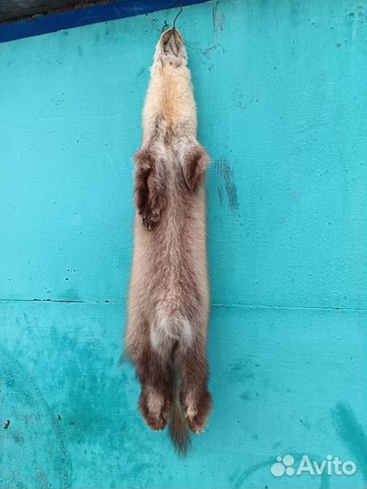 Хорёк, норка и соболь