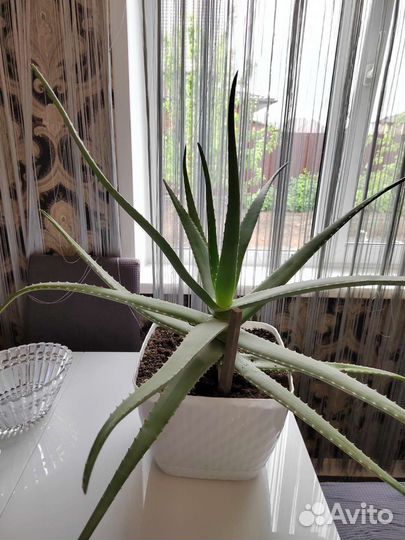 Алоэ лечебный