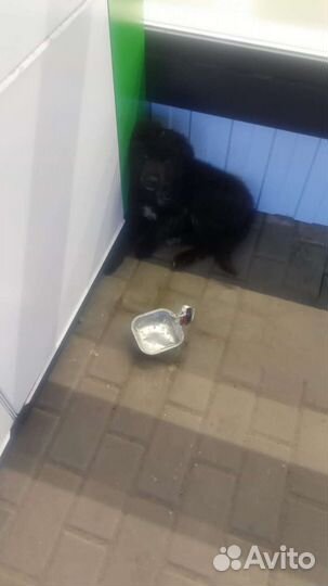 Щеночек в добрые руки