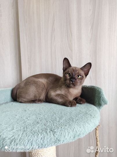 Бурманский соболиный котик