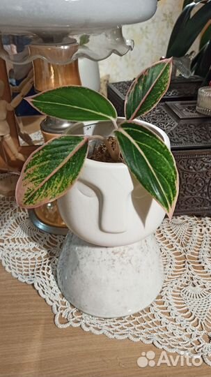 Монстера Манки Маск, Минима. Пальма Арека