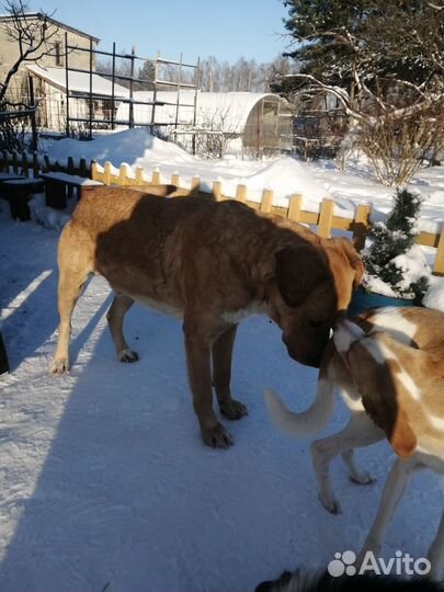 Кобель молодой