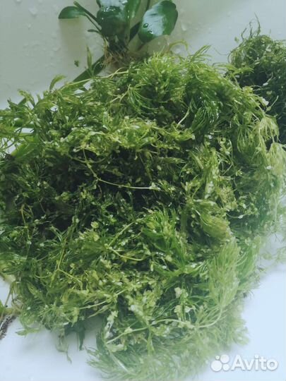 Аквариумные растения