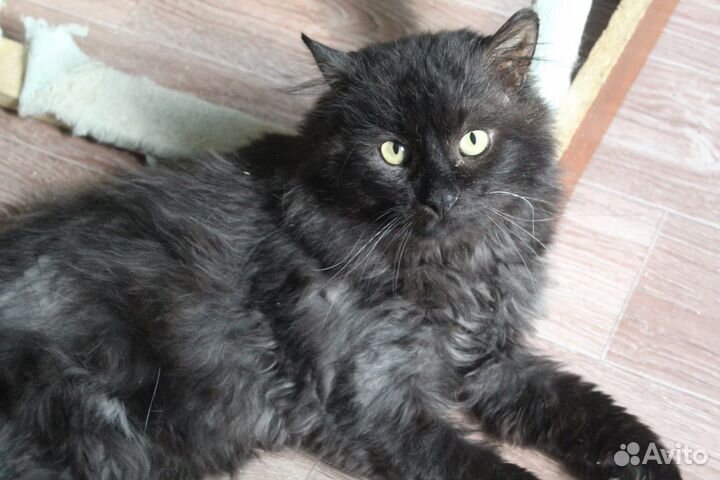 Кот в добрые руки