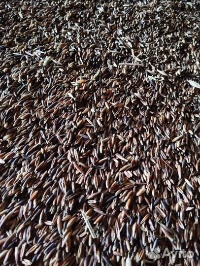 Овес черный