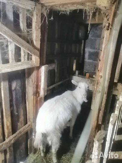 Коза заанинской породы