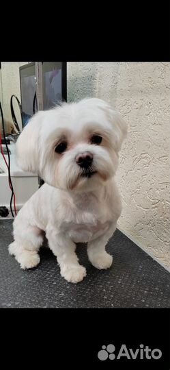 Щенки мальтийской болонки