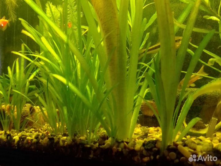 Валлиснерия прополка