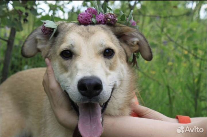 Собака в добрые руки