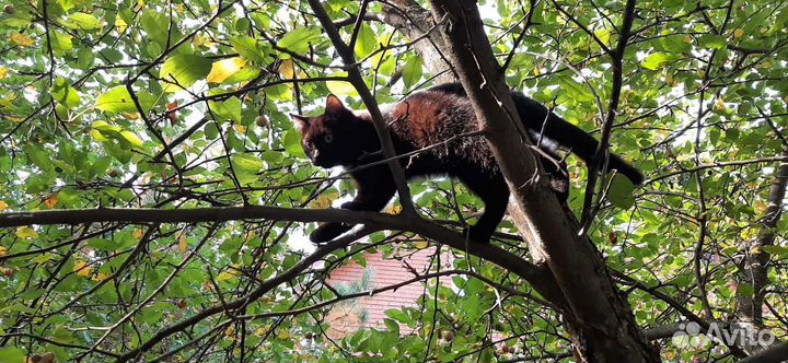 Милейший котик чёрно-шоколадный 3 мес,бесёнок