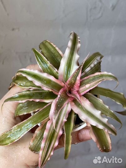 Криптантус Pink Starlight