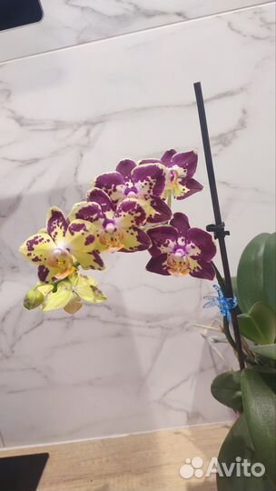 Орхидея фаленопсис