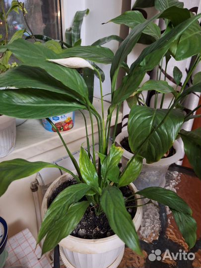 Спатифиллум