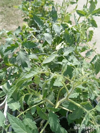 Рассада помидор