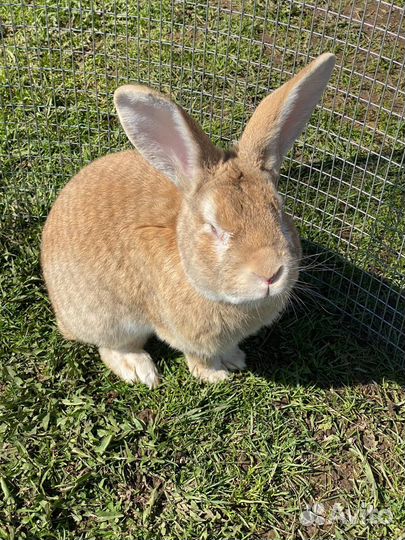 Кролики мясных пород