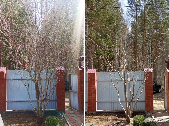 Обрезка деревьев. Плодовые. Ниваки. Стрижка