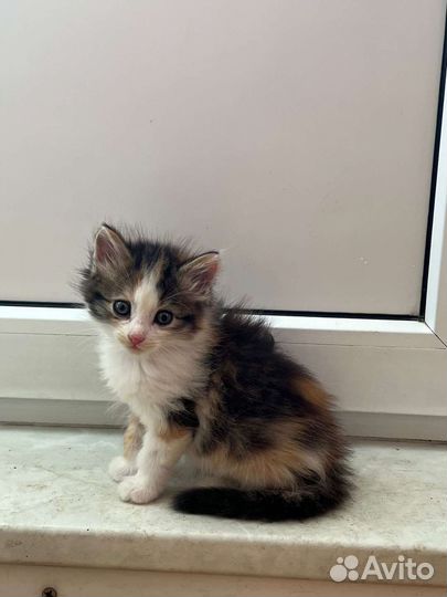 Котенок девочка 1 месяц