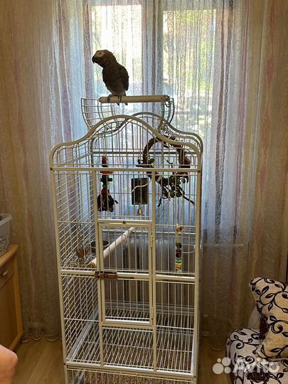 Серый попугай