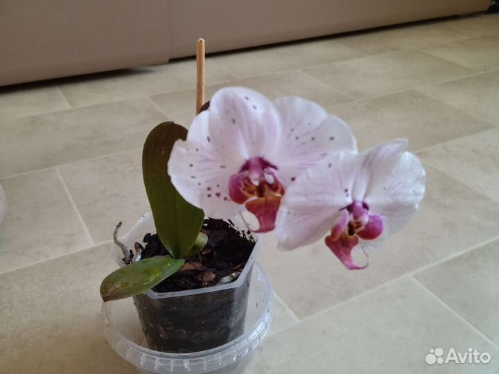 Орхидея фаленопсис