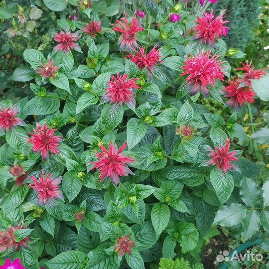 Многолетние цветы и кустарники